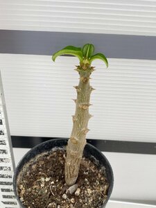 8151 「実生」パキポディウム ウィンゾリ 【種から発芽・発根・Pachypodium windsorii・塊根植物】