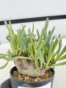 8292 「実生」オトンナ クラビフォリア 植え【発根・多肉植物・Othonna clavifolia・・葉落ちします】