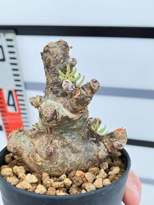 8924 「塊根植物」チレコドン ペアルソニー 植え【発根未確認・安定・多肉植物・ Tylecodon pearsonii・白象】