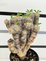 8979 「多肉植物」ユーフォルビア ギラウミニアナ 植え【発根・Euphorbia guillauminiana・発芽開始】_画像4