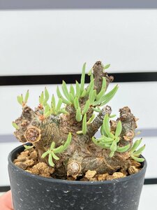 8923 「塊根植物」チレコドン ペアルソニー 植え【発根未確認・安定・多肉植物・ Tylecodon pearsonii・白象】