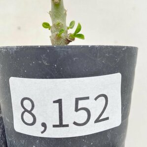 8152 「実生」パキポディウム ウィンゾリ 【種から発芽・発根・Pachypodium windsorii・塊根植物】の画像5