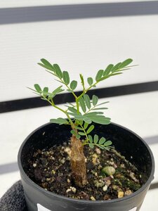 2862 「実生」センナ　メリディオナリス【種から発芽！・発根・Senna meridionalis・葉落ちします】