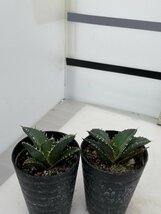 2972 「激レア高級品種」アガベ チタノタ 白鯨 2株セット【発根・多肉植物・Agave Titanota White Whale】_画像4