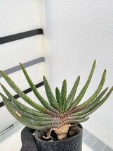 2906 「実生」アロエ　コンプレッサ　【多肉植物・アロエ・種から発芽！Aloe Compressa】_画像4