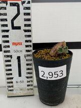 2953 「塊根植物」ペラルゴニウム ロバツム 植え【発根未確認・多肉植物・Pelargonium lobatum】_画像5