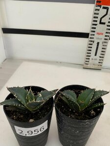 2956 「激レア高級品種」アガベ チタノタ 白鯨 2株セット【発根・多肉植物・Agave Titanota White Whale】