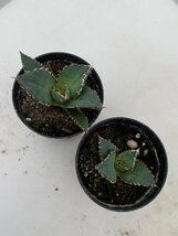 2966 「激レア高級品種」アガベ チタノタ 白鯨 2株セット【発根・多肉植物・Agave Titanota White Whale】_画像2