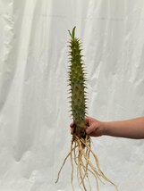 3212 「実生」パキポディウム アンボンゲンセ 抜き苗【種から発芽・畑に地植え株・Pachypodium・葉落ちします・】_画像5