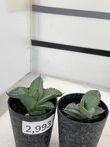 2993 「多肉植物】アガベ　ホワイトアイス 2株セット【発根・子株・agave white ice】