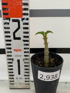 2938 「実生」パキポディウム ウィンゾリ 【種から発芽・発根・Pachypodium windsorii・塊根植物】