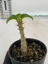 2944 「実生」パキポディウム ウィンゾリ 【種から発芽・発根・Pachypodium windsorii・塊根植物】_画像4