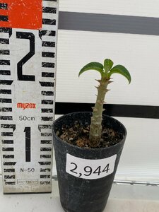 2944 「実生」パキポディウム ウィンゾリ 【種から発芽・発根・Pachypodium windsorii・塊根植物】