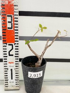 2915 「実生」コミフォラ オルビクラリス【発根・commiphora orbicularis・塊根植物】