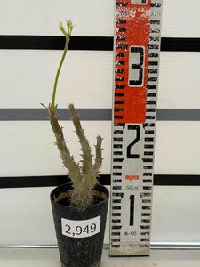 2949 「実生」パキポディウム マカイエンセ 植え【種から発芽！・発根・Pachypodium makayense・塊根植物】