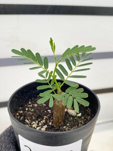 2868 「実生」センナ　メリディオナリス【種から発芽！・発根・Senna meridionalis・葉落ちします】