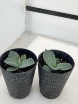 2996 「多肉植物】アガベ パリートランカータ 2株セット【発根・子株・Agave parryi var. truncata】_画像3