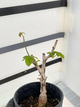 2916 「実生」コミフォラ オルビクラリス【発根・commiphora orbicularis・塊根植物】_画像3