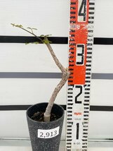 2913 「実生」コミフォラ オルビクラリス【発根・commiphora orbicularis・塊根植物】_画像5