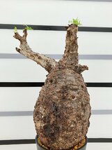 3239 「塊根植物」オペルクリカリア パキプス大　植え【発根未確認・芽吹き・Operculicarya pachypus】_画像5