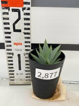 2877 「多肉植物」アロエ ポリフィラ【実生・成長順調厳選株・Aloe polyphylla・多肉植物・発根】_画像3