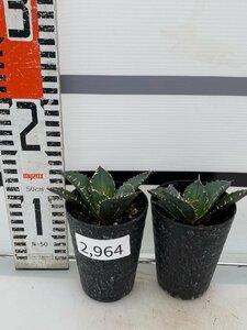 2964 「激レア高級品種」アガベ チタノタ 白鯨 2株セット【発根・多肉植物・Agave Titanota White Whale】