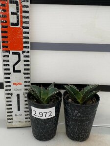 2972 「激レア高級品種」アガベ チタノタ 白鯨 2株セット【発根・多肉植物・Agave Titanota White Whale】