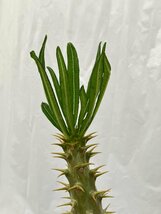 3213 「実生」パキポディウム アンボンゲンセ 抜き苗【種から発芽・畑に地植え株・Pachypodium・葉落ちします・】_画像10