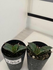 2954 「激レア高級品種」アガベ チタノタ 白鯨 2株セット【発根・多肉植物・Agave Titanota White Whale】