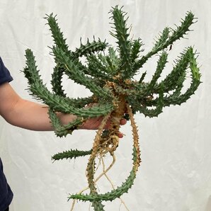 3210 「実生」ユーフォルビア ツベルクラータ 抜き苗【Euphorbia tuberculata・緑仏塔 ・多肉植物】の画像1