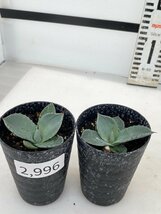 2996 「多肉植物】アガベ パリートランカータ 2株セット【発根・子株・Agave parryi var. truncata】_画像1