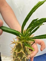 3223 「実生」パキポディウム アンボンゲンセ 抜き苗【種から発芽・畑に地植え株・Pachypodium・葉落ちします・】_画像10