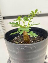 2865 「実生」センナ　メリディオナリス【種から発芽！・発根・Senna meridionalis・葉落ちします】_画像2