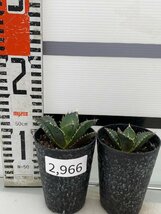 2966 「激レア高級品種」アガベ チタノタ 白鯨 2株セット【発根・多肉植物・Agave Titanota White Whale】_画像1