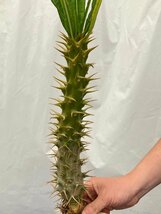 3221 「実生」パキポディウム アンボンゲンセ 抜き苗【種から発芽・畑に地植え株・Pachypodium・葉落ちします・】_画像10