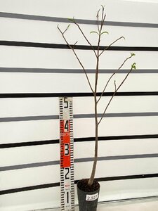 2927 「実生」バオバブ　植え【・アダンソニア・発根・Adansonia・塊根植物】