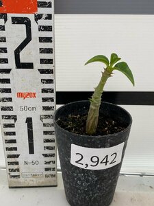 2942 「実生」パキポディウム ウィンゾリ 【種から発芽・発根・Pachypodium windsorii・塊根植物】