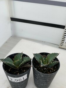 2961 「激レア高級品種」アガベ チタノタ 白鯨 2株セット【発根・多肉植物・Agave Titanota White Whale】