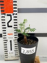 2855 「実生」センナ　メリディオナリス【種から発芽！・発根・Senna meridionalis・葉落ちします】_画像4