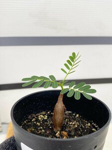 2854 「実生」センナ　メリディオナリス【種から発芽！・発根・Senna meridionalis・葉落ちします】