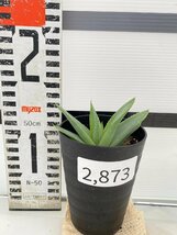 2873 「多肉植物」アロエ ポリフィラ【実生・成長順調厳選株・Aloe polyphylla・多肉植物・発根】_画像5