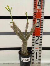 2945 「実生」パキポディウム マカイエンセ 植え【種から発芽！・発根・Pachypodium makayense・塊根植物】_画像1