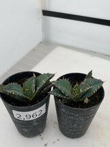 2962 「激レア高級品種」アガベ チタノタ 白鯨 2株セット【発根・多肉植物・Agave Titanota White Whale】_画像3