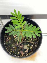 2869 「実生」センナ　メリディオナリス【種から発芽！・発根・Senna meridionalis・葉落ちします】_画像5