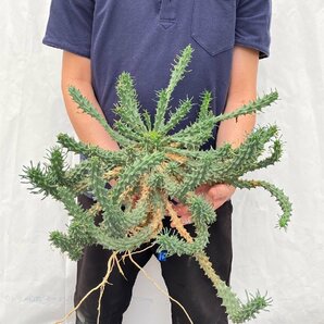 3210 「実生」ユーフォルビア ツベルクラータ 抜き苗【Euphorbia tuberculata・緑仏塔 ・多肉植物】の画像5