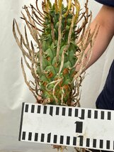 3204 「実生」ユーフォルビア スコエンランディ 抜き苗【畑地植え株・Euphorbia schoenlandii・闘牛角・多肉植物】_画像10