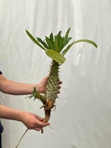 3222 「実生」パキポディウム アンボンゲンセ 抜き苗【種から発芽・畑に地植え株・Pachypodium・葉落ちします・】_画像3