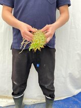 3212 「実生」パキポディウム アンボンゲンセ 抜き苗【種から発芽・畑に地植え株・Pachypodium・葉落ちします・】_画像3