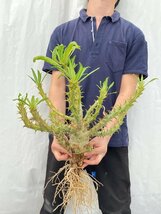 3224 「実生」パキポディウム アンボンゲンセ 大 抜き苗【種から発芽・畑に地植え株・Pachypodium・葉落ちします・】_画像1