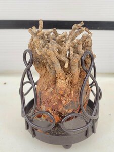 5567 「塊根植物」ケラリア ピグマエア L 抜き苗【5/13最新到着・多肉植物・Ceraria pygmaea・特大品大放出！・枯れ枝アリ】